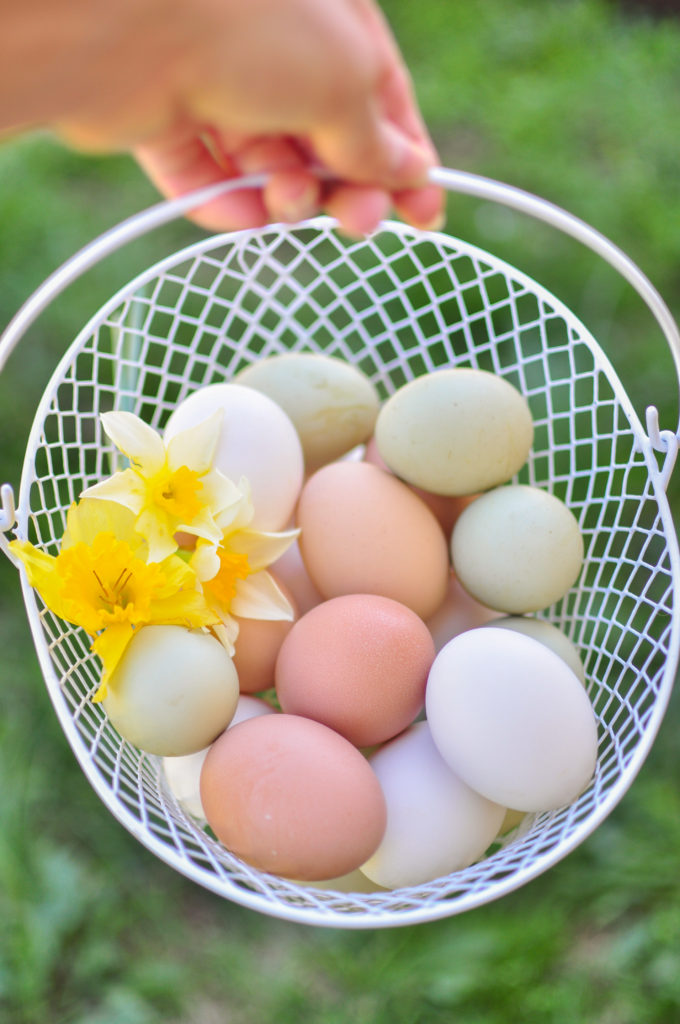 A wire basket with farm fresh eggs and daffodils