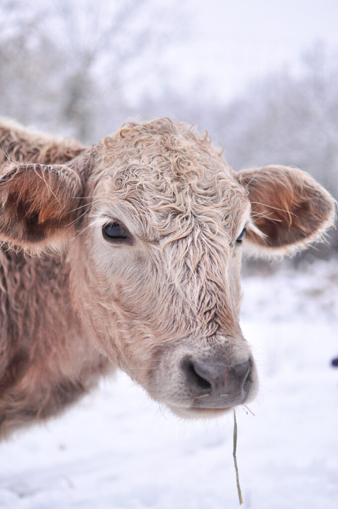 A charolais cow standing in the snow